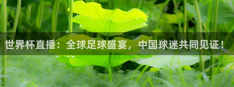 免费足球比赛直播高清：世界杯直播：全球足球盛宴，中国球迷共同见证！